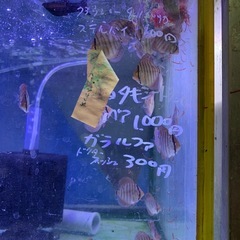 ディスカス本日親から離しました元気いっぱいですペットセンタ…
