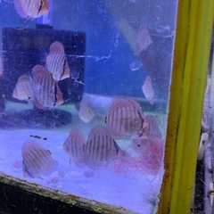 ディスカス本日親から離しました元気いっぱいですペットセンター植原当店産ですよ - ペット