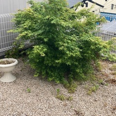 紅葉②
