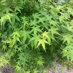紅葉②の画像