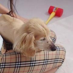 伊勢市から　ミニチュアダックスフント　オス　ロングヘアード　レディッシュイエロー　推定15歳ほど - 里親募集
