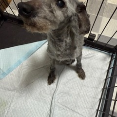 体重2キロ　トイプードル