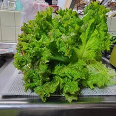 リーフレタスの画像