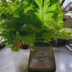 リーフレタスの画像