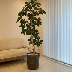 観葉植物フィカス　ベンガレンシス