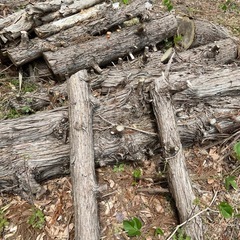 【処分・好評】切り倒した木、薪の画像