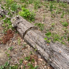 【処分・好評】切り倒した木、薪の画像