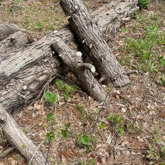 【処分・好評】切り倒した木、薪の画像