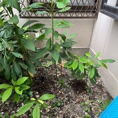アボカドの木