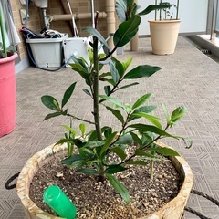 月桂樹(ローリエ)の鉢植え