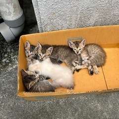 子猫里親募集