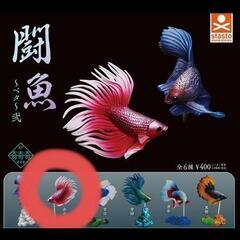ベタの画像