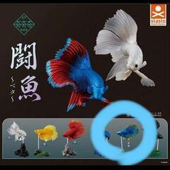 ベタの画像