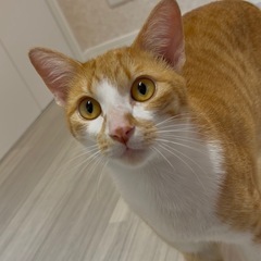 猫ちゃん里親探してます