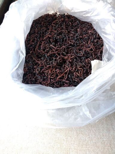 乾燥ゼンマイ　10kg