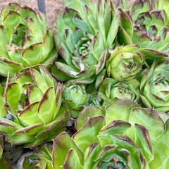 多肉植物　センペルビブム 2種の画像