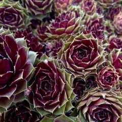 多肉植物　センペルビブム 2種の画像