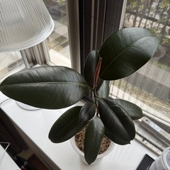 観葉植物　ゴムの木の画像