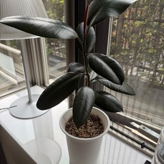 観葉植物　ゴムの木の画像