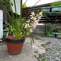 シンビジユウムの画像