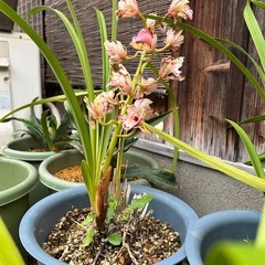 シンビジユウム