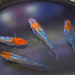 最新世代『蒼煌』の有精卵10～15個+オマケ5個　上州めだか様ご...