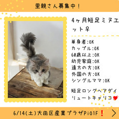 里親募集中！生後4ヶ月短足ミヌエット♀(⋈◍＞◡＜◍)。✧♡