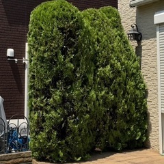植木さしあげます！