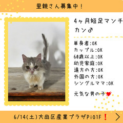 里親募集中！生後4ヶ月短足マンチカン♂(⋈◍＞◡＜◍)。✧♡ 