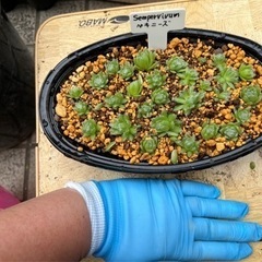 センペルビウム　ペキニーズ　多肉植物の画像