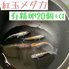 有精卵20個+α【紅玉メダカ】白・黒・朱　体外光　三色　ラメ　ブ...