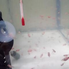 江戸錦稚魚の画像