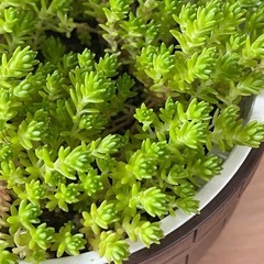 セダム　多肉植物　グランドカバー　寄せ植え