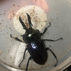 ニジイロのメス探しています