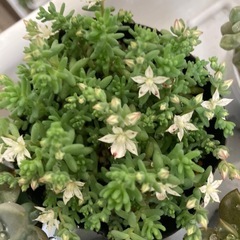 植物