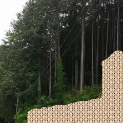 この木は何か教えてほしいです。