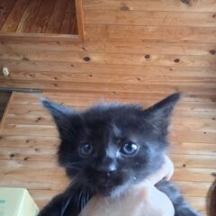 里親募集です