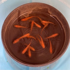 🧡朱赤が綺麗な楊貴妃（楊30）✨