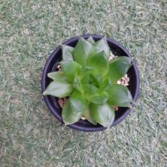 エメラルダ（2）　多肉植物　ハオルチア属