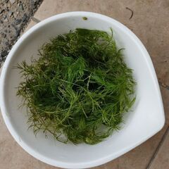 水草　マツモ