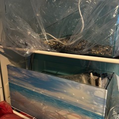 金魚の水槽2個セット