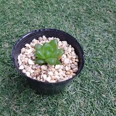 ウンブラティコラ（7） 多肉植物　ハオルチア属