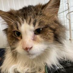ブリーダー飼育放棄から保護しました