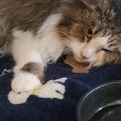 ブリーダー飼育放棄から保護しました