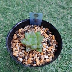 雪の華　多肉植物　ハオルチア