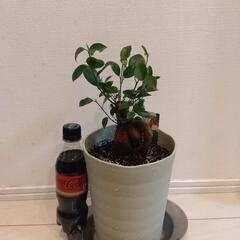 元気なガジュマル 観葉植物