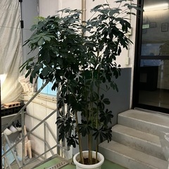 シェフレラ　観葉植物