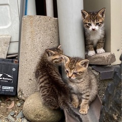 譲渡条件有　1匹から譲渡可　子猫の里親さん募集　生後1.5ヶ月　...