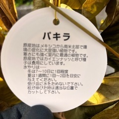 パキラ ネジネジ幹 金運UP 全長約160cm　の画像