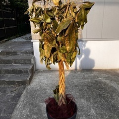 パキラ ネジネジ幹 金運UP 全長約160cm　